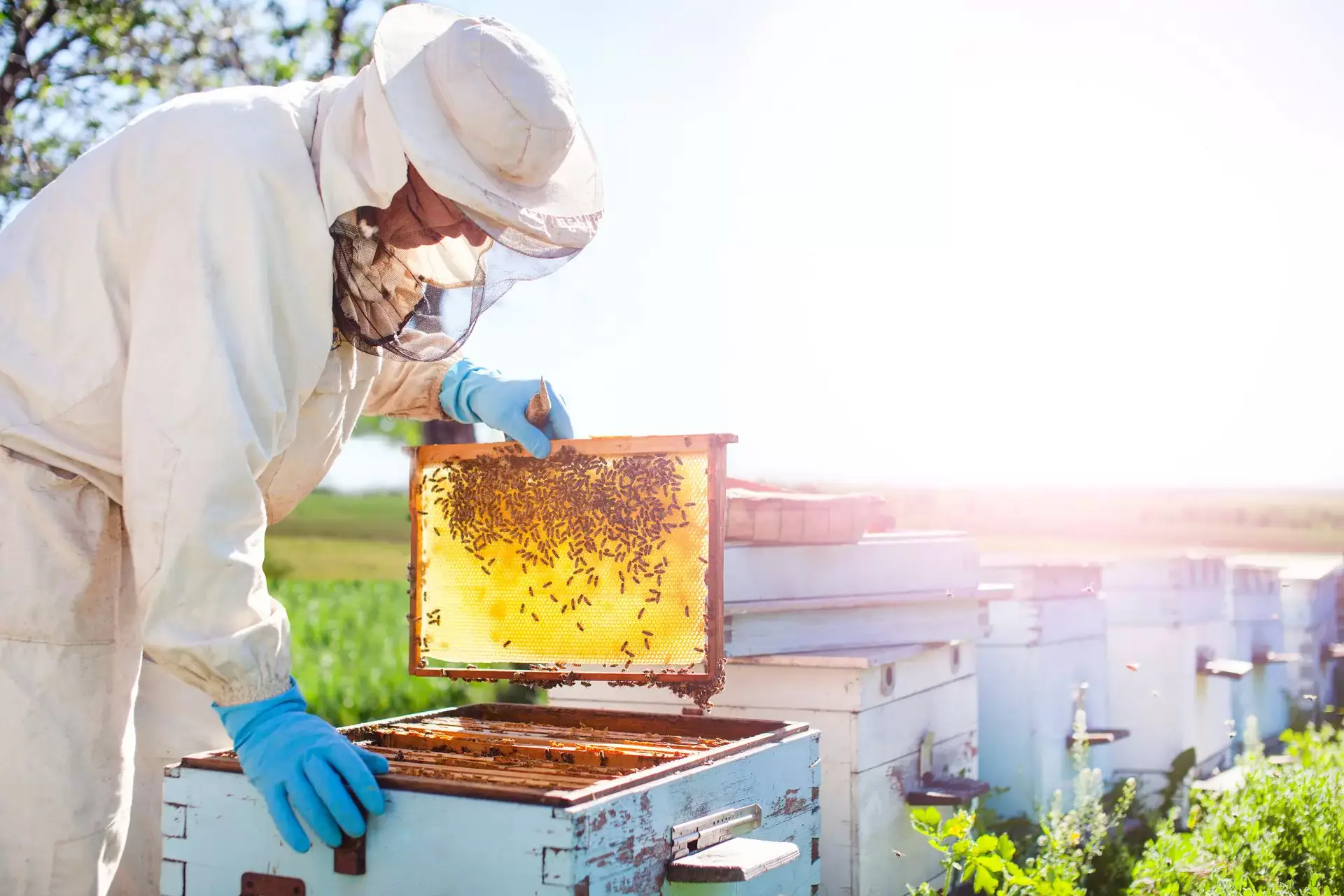 Mennyi mézet nyerhetünk ki egy méhkaptárból? Méztermelés – édes üzleti ötlet 