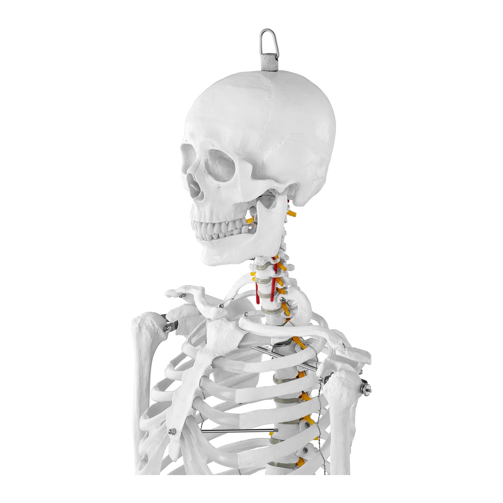 Emberi csontváz modell - életnagyságú