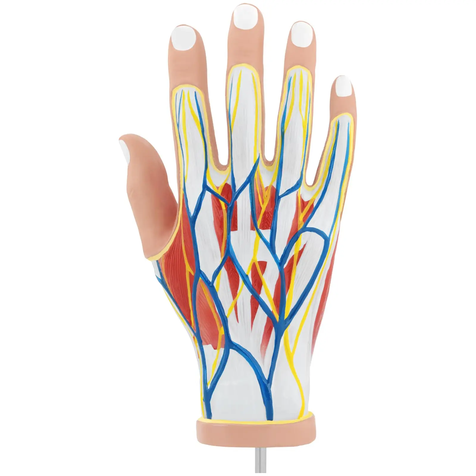 Anatómiai modell - kéz - négyrészes - eredeti méret - izomdegeneráció