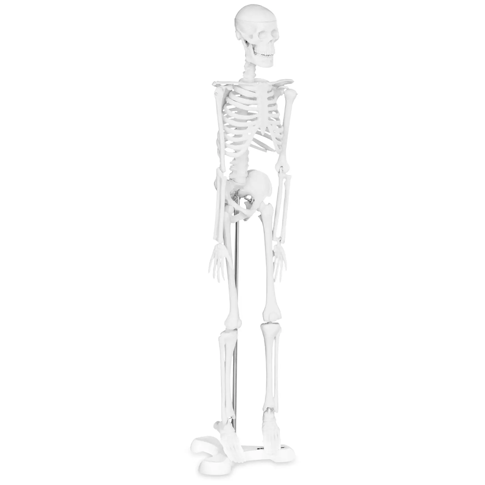 Mini csontváz - 45 cm - méretarány 1:4