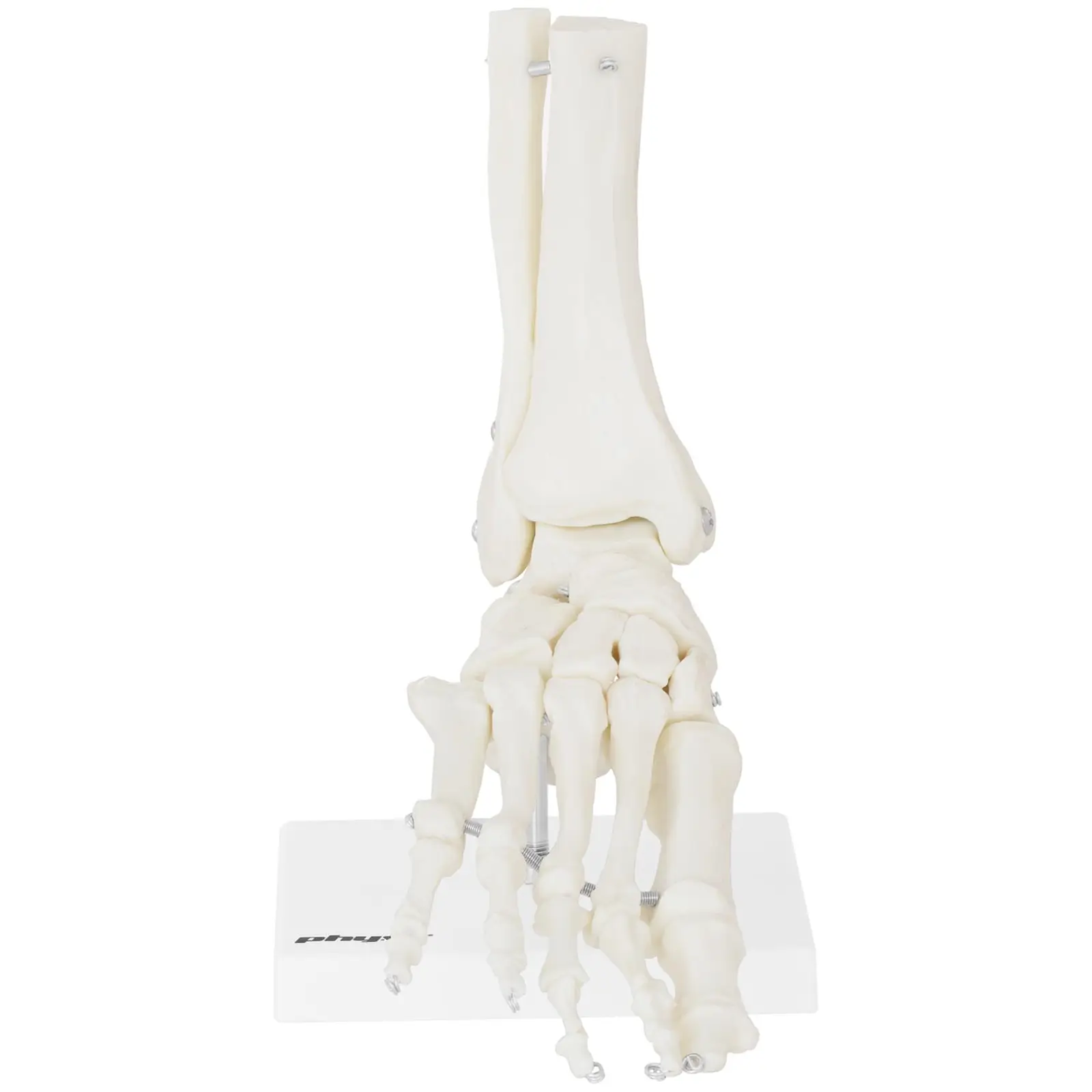 Lábfej csontváz és funkcionális lábfej modell