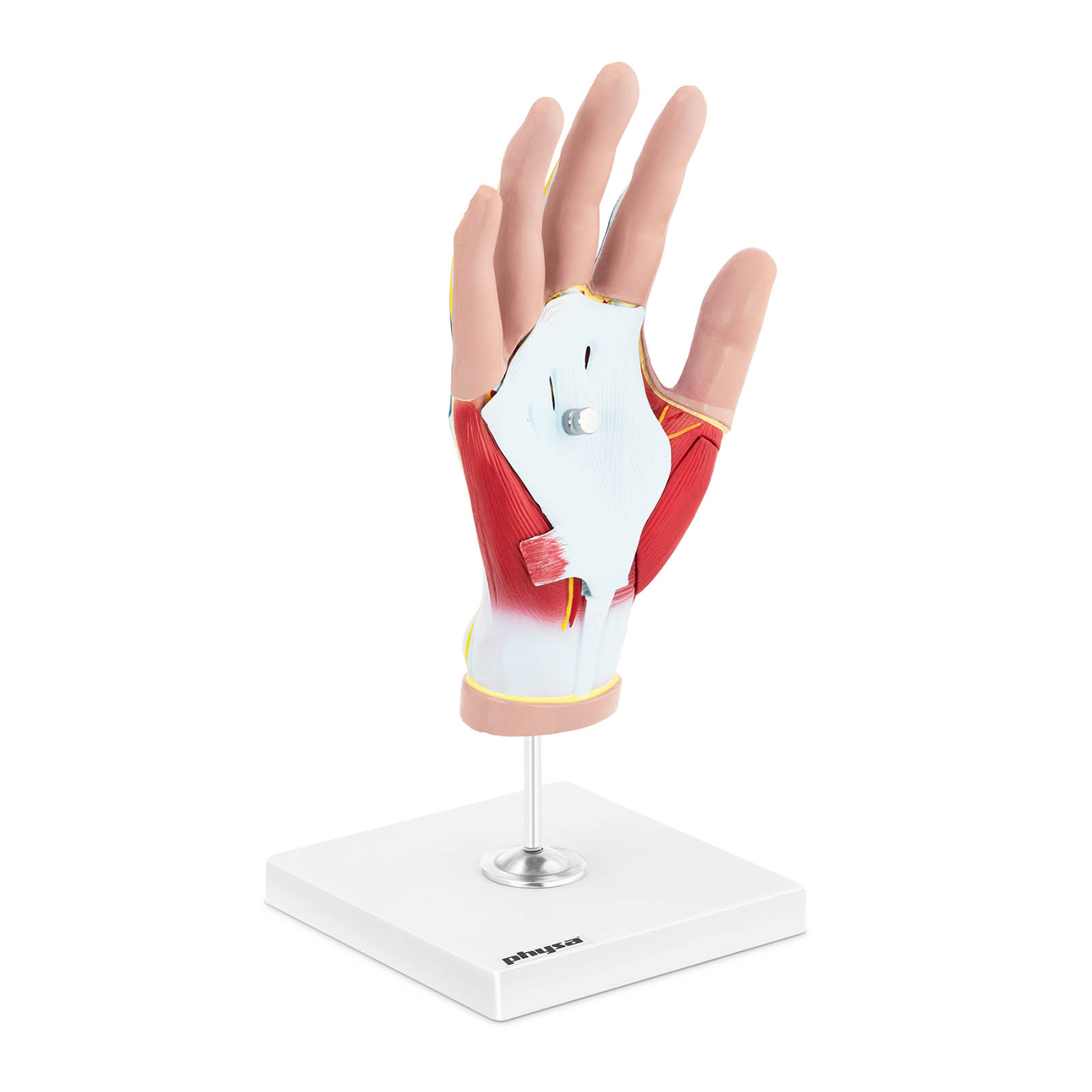 Anatómiai modell - kéz - négyrészes - eredeti méret - izomdegeneráció