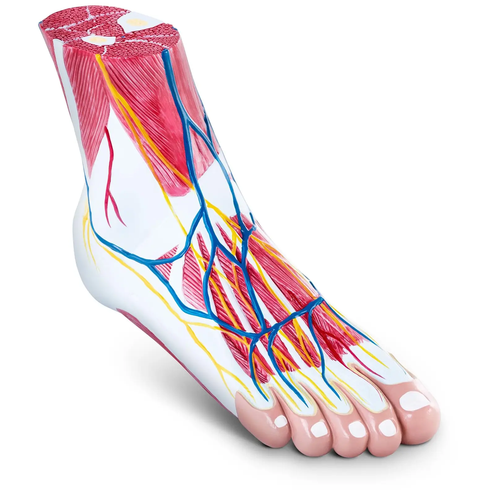 Anatómiai modell - lábfej - háromrészes - eredeti méret - izomdegeneráció