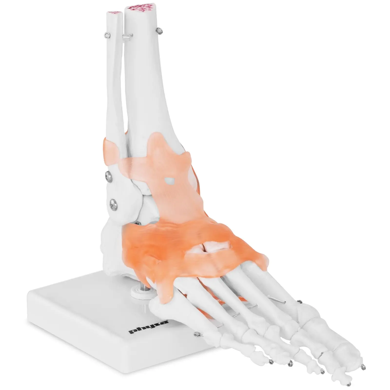 Lábfej csontváz és funkcionális lábfej modell | physa