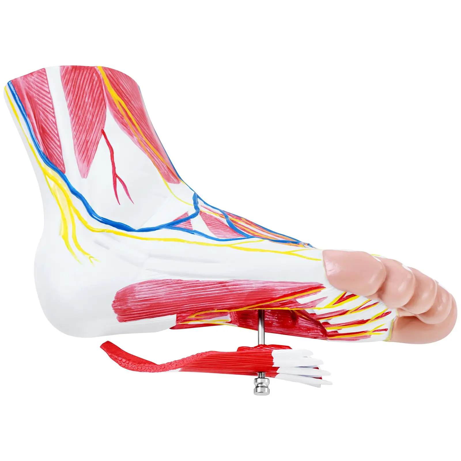 Anatómiai modell - lábfej - háromrészes - eredeti méret - izomdegeneráció